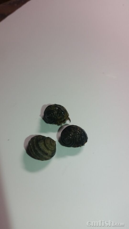 楼主家里的短滨螺,这些是15毫米左右,算是该物
