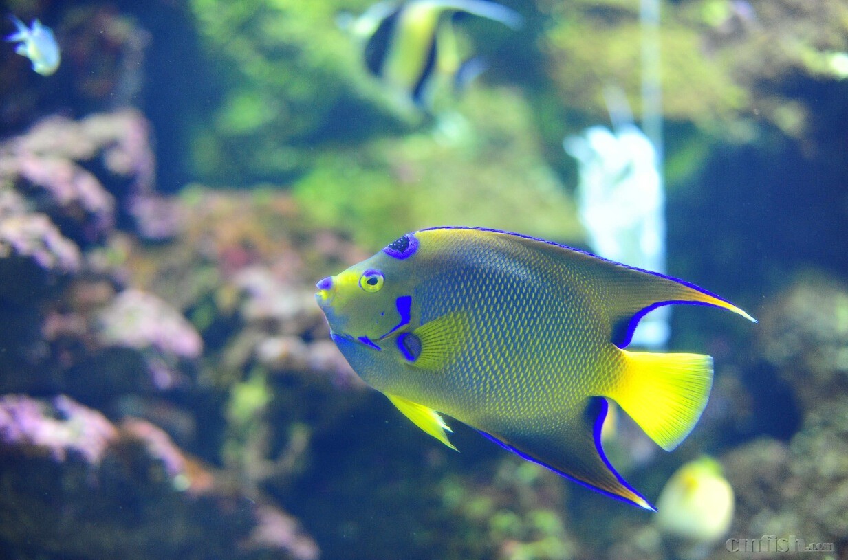 下海的人肯定爱去水族馆,随手拍几张,大家随便看看~ - 海水观赏鱼