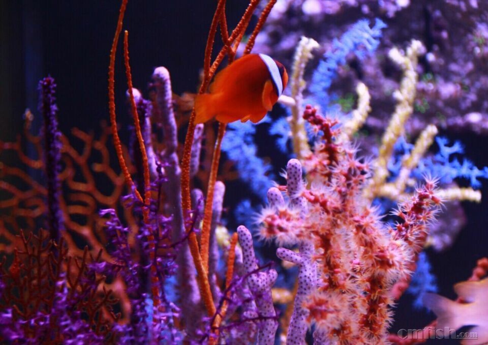 继续出 海树珊瑚, 滴定,蛋分,红千层藻