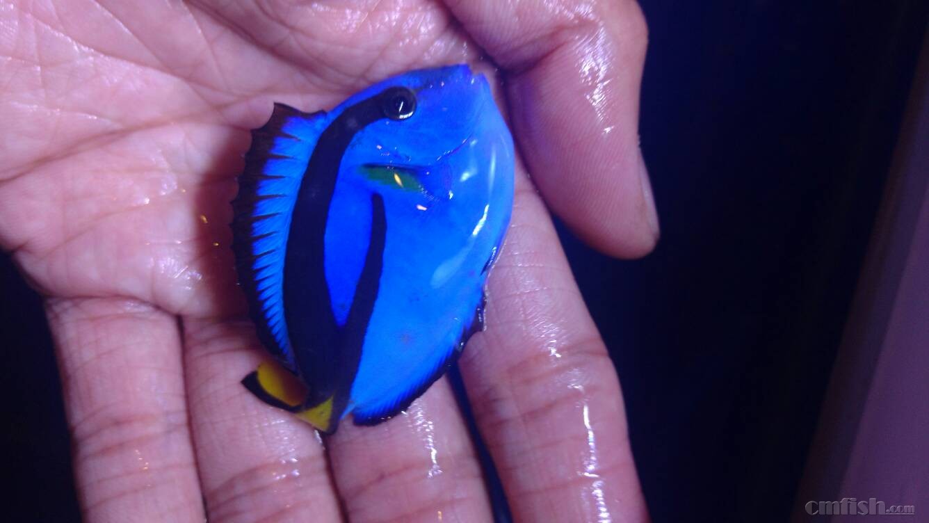 大神们帮我看下蓝吊是细菌感染吗?