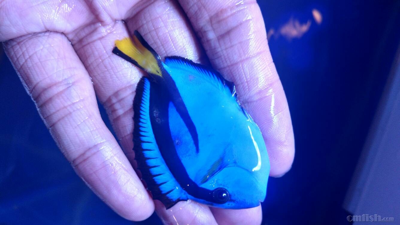 大神们帮我看下蓝吊是细菌感染吗?