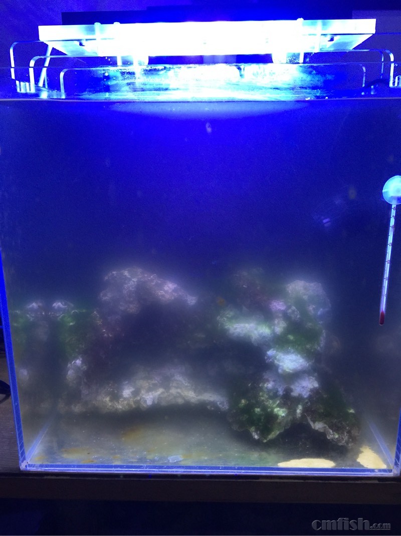 到底怎么才能让水变清 用上uv杀菌灯吗 初学者beginners Cmf海友论坛 手机版 Powered By Discuz