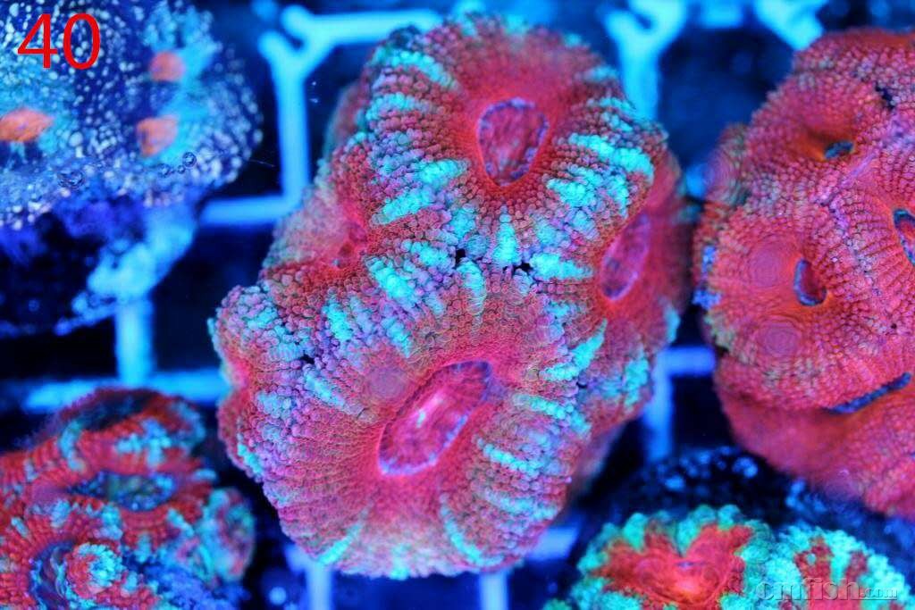 新一轮台湾珊瑚团购!糖果脑!