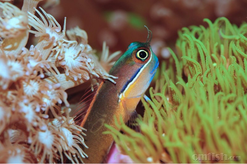 进了个小丑虾虎,真是漂亮啊