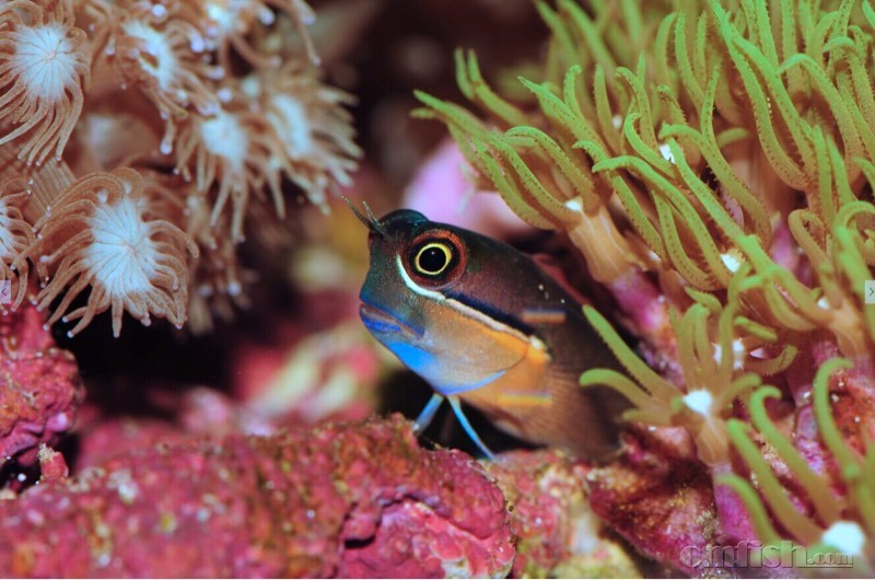 进了个小丑虾虎,真是漂亮啊