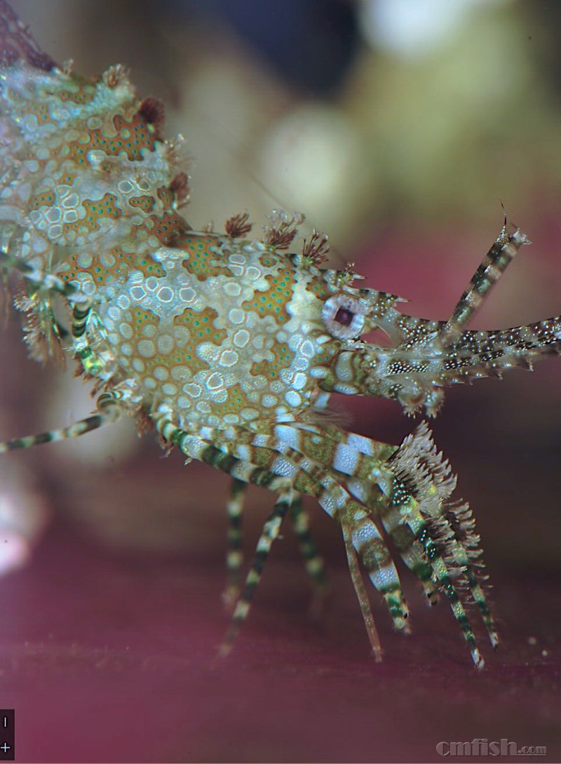 进了个小丑虾虎,真是漂亮啊