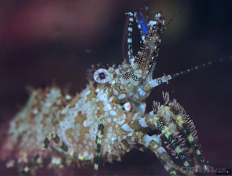 进了个小丑虾虎,真是漂亮啊