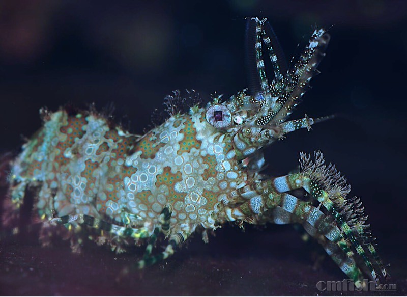 进了个小丑虾虎,真是漂亮啊