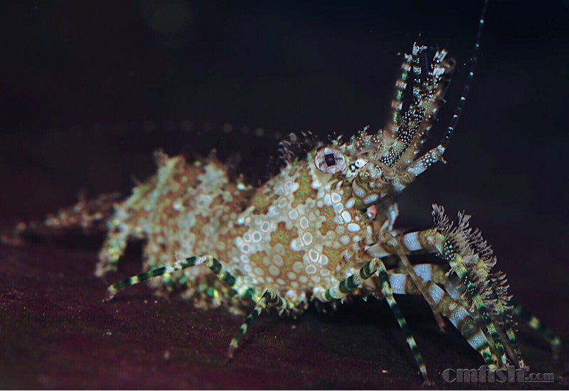 进了个小丑虾虎,真是漂亮啊