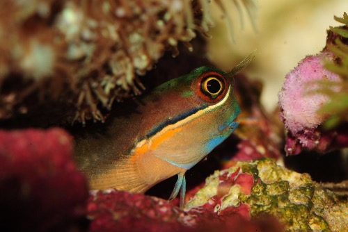 进了个小丑虾虎,真是漂亮啊