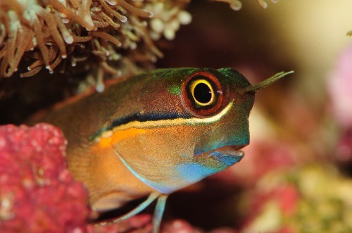 进了个小丑虾虎,真是漂亮啊