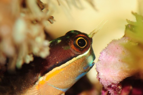 进了个小丑虾虎,真是漂亮啊