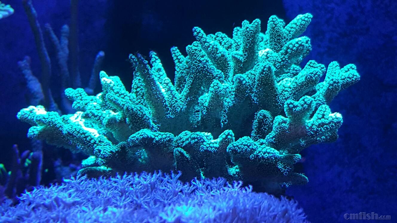 出颗的南太荧光绿鸟,降价1200,限今晚拿走