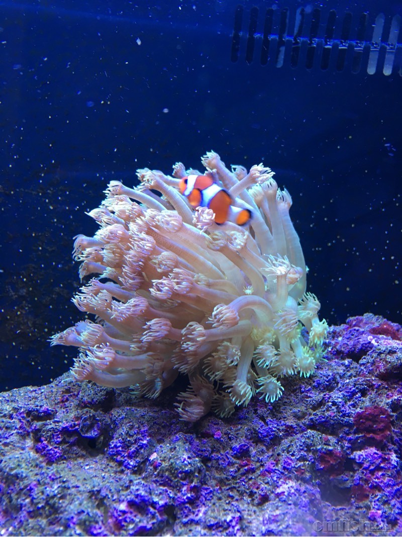 北辰出8个软体珊瑚