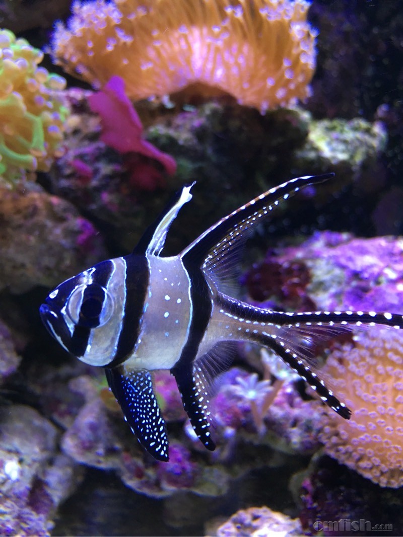 巴黎天使雌雄分辨!