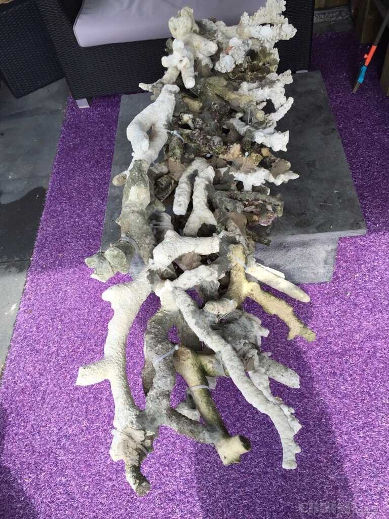 全珊瑚骨造景好处多多多完爆活石死石某造景石