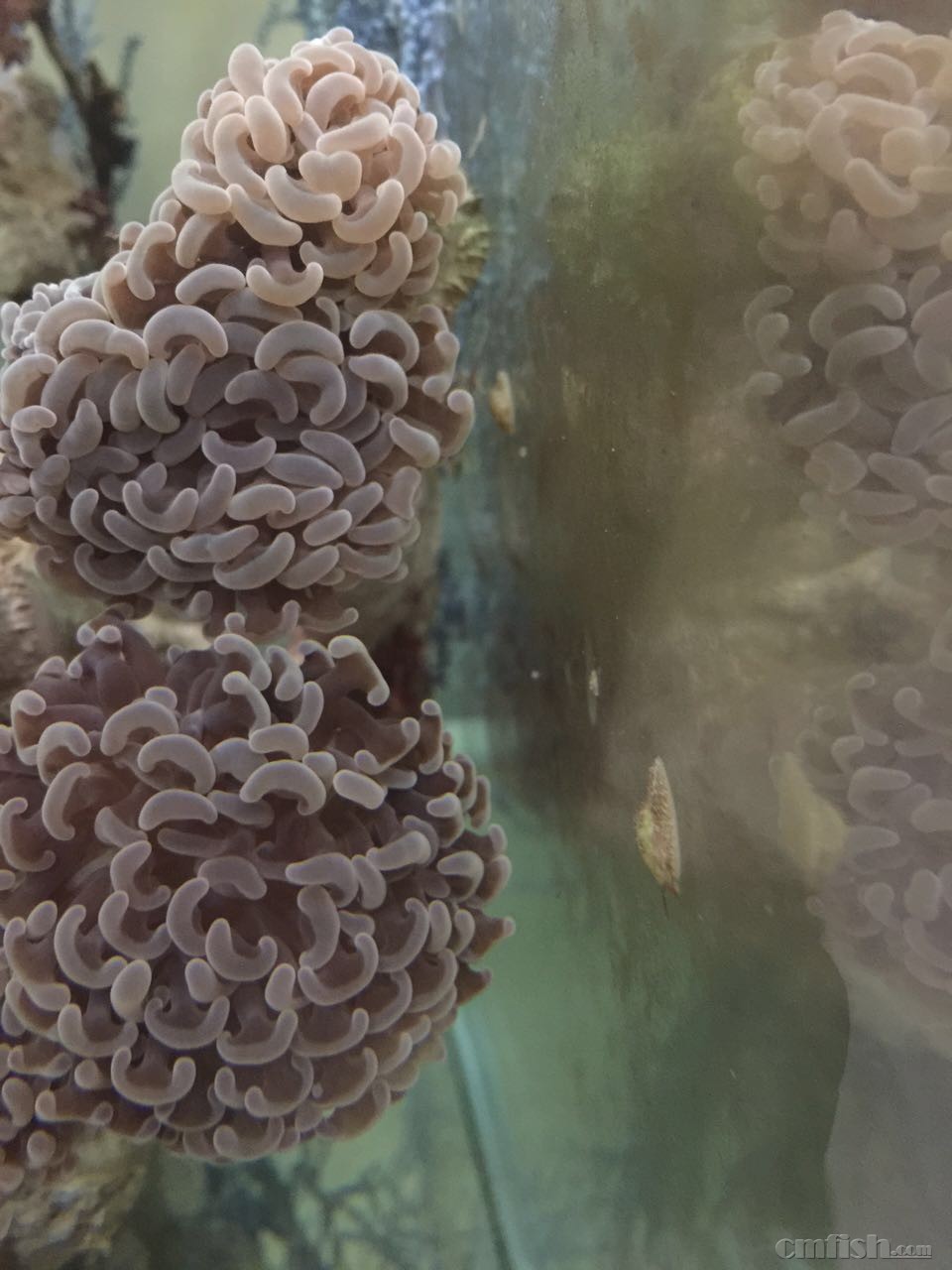 求助 缸里突然多了2个这样的虫子!