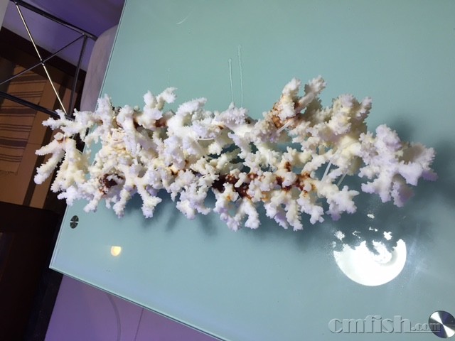 全珊瑚骨造景好处多多多------完爆活石,死石,某造景石.