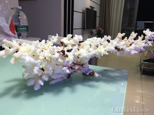 全珊瑚骨造景好处多多多------完爆活石,死石,某造景石.