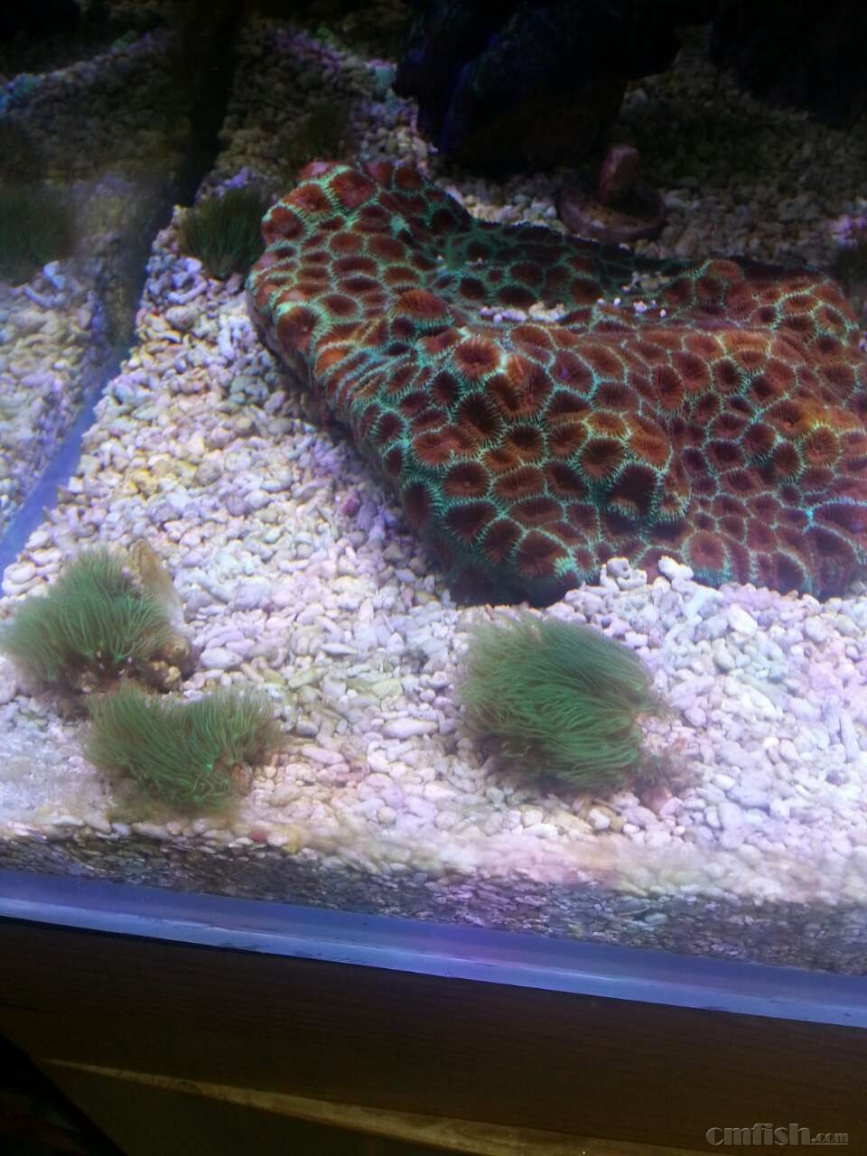 沈阳出日本草皮50元