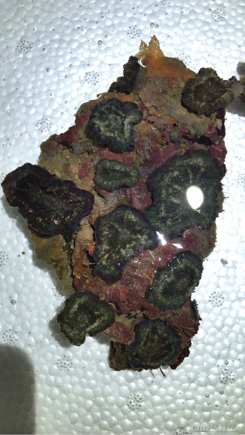 深海血菇,变绿须皮革,绿花环,蓝菇,各种菇到货