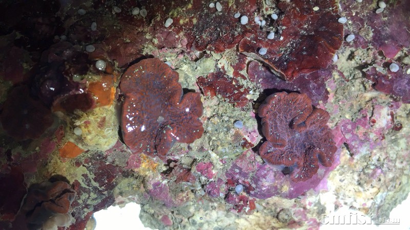 深海血菇,变绿须皮革,绿花环,蓝菇,各种菇到货