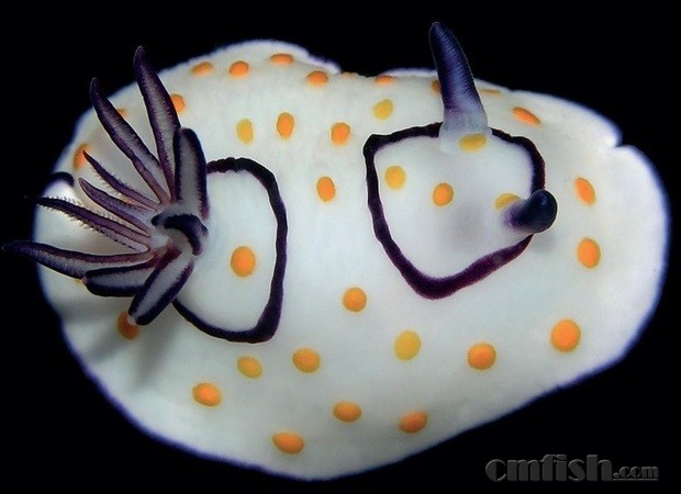 the marine most cute guy (sea slug) 海蛞蝓