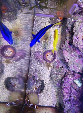 大连出两条老鱼 黄金吊蓝吊