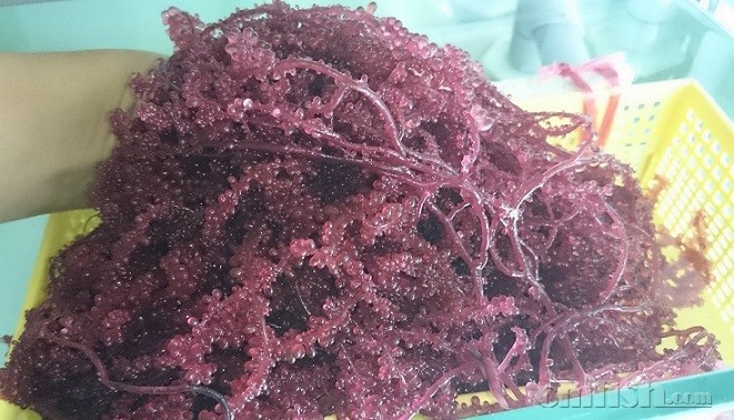 添加浓缩精华海水懒人包cs后,缸内红葡萄藻有史以来生长的又长又茂盛