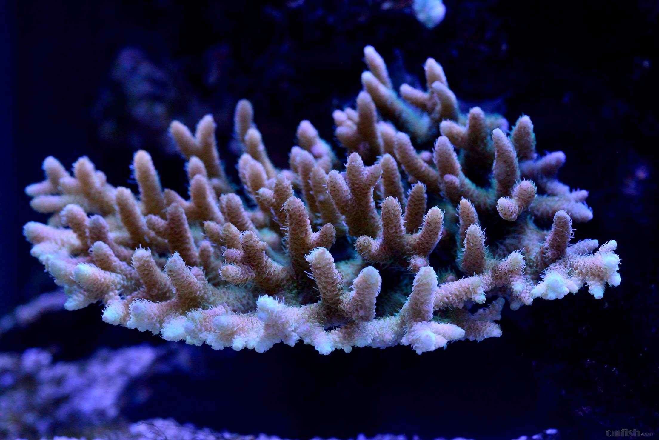 长春小崎-缸内珊瑚遗照 - 造景及摄影区 - cmf海友论坛 - powered by