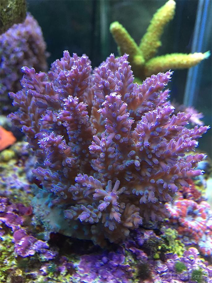 上岸珊瑚,硬骨,软体辽阳市