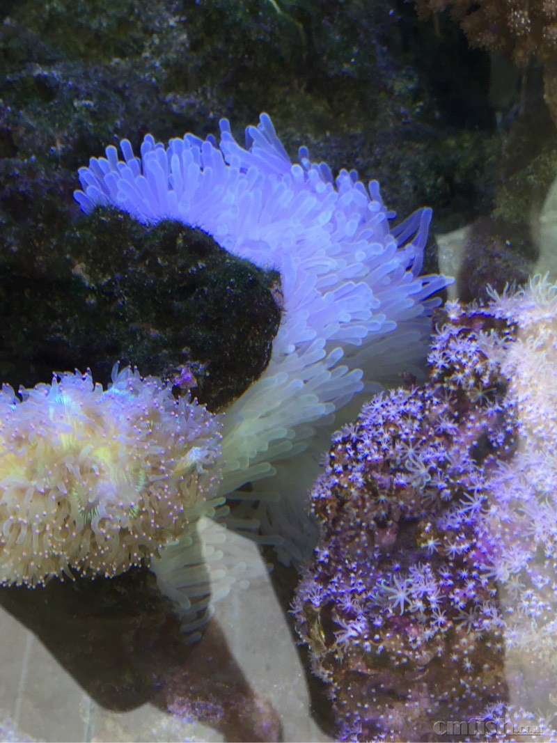 公主海葵的饲养