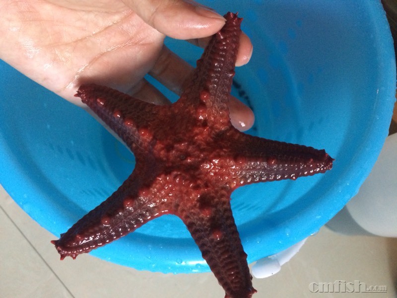 顺便帮忙鉴定下,这是什么海星,吃珊瑚吗