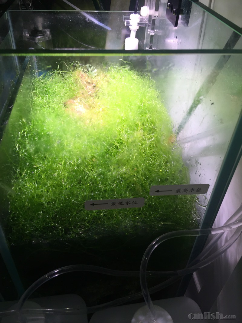 钢丝藻长得真快