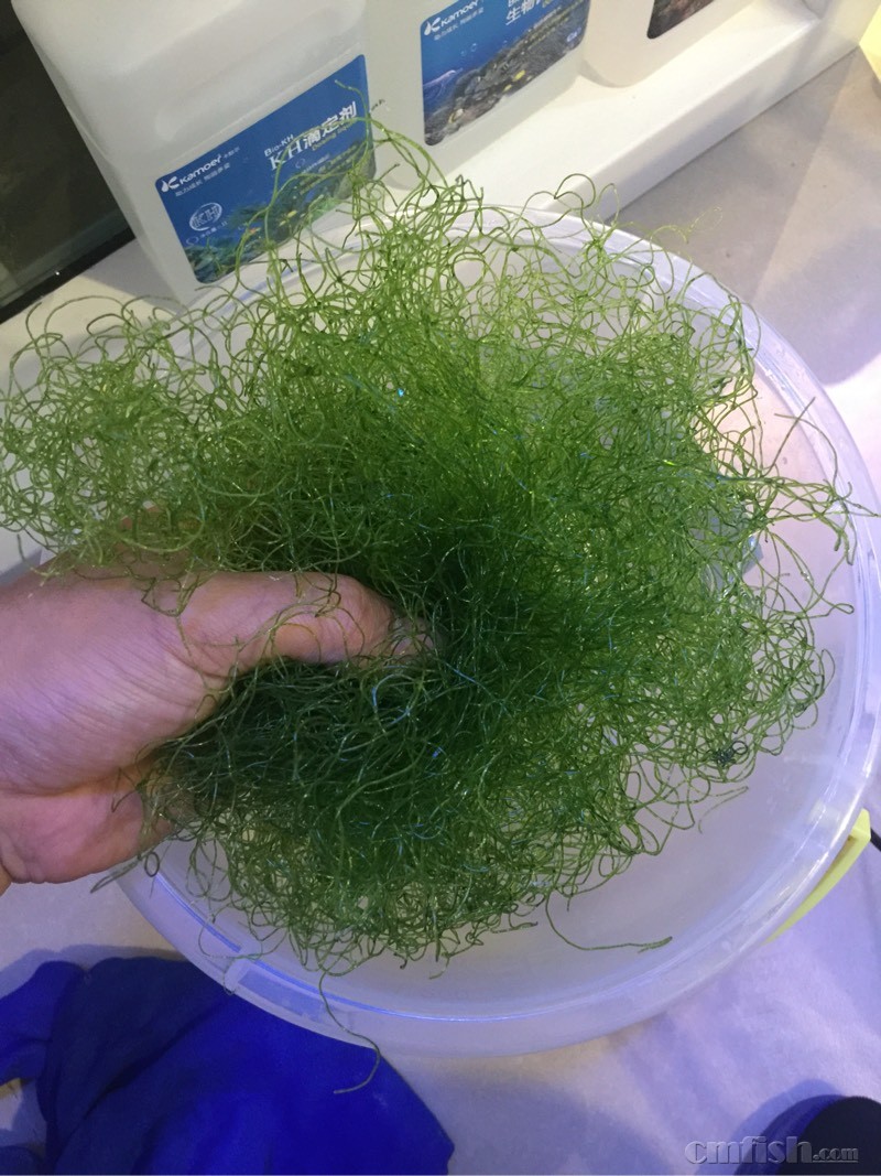 钢丝藻长得真快