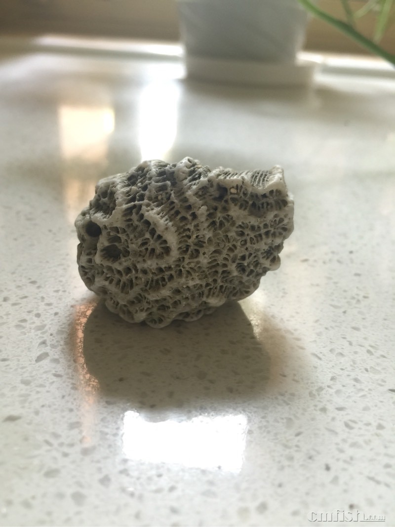 海边捡的两个珊瑚骨骼