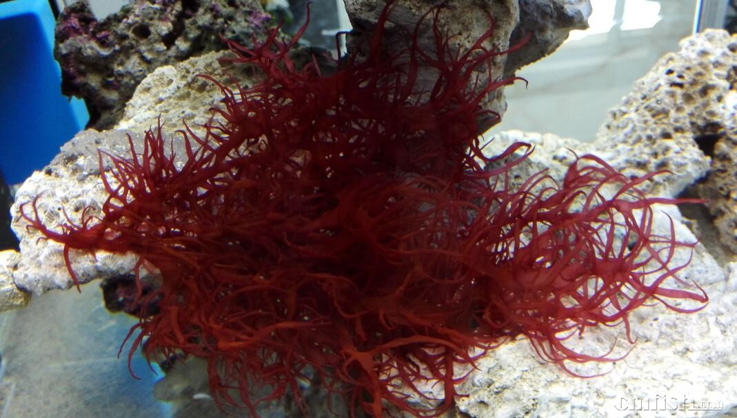 沈阳出一条火焰藻**********