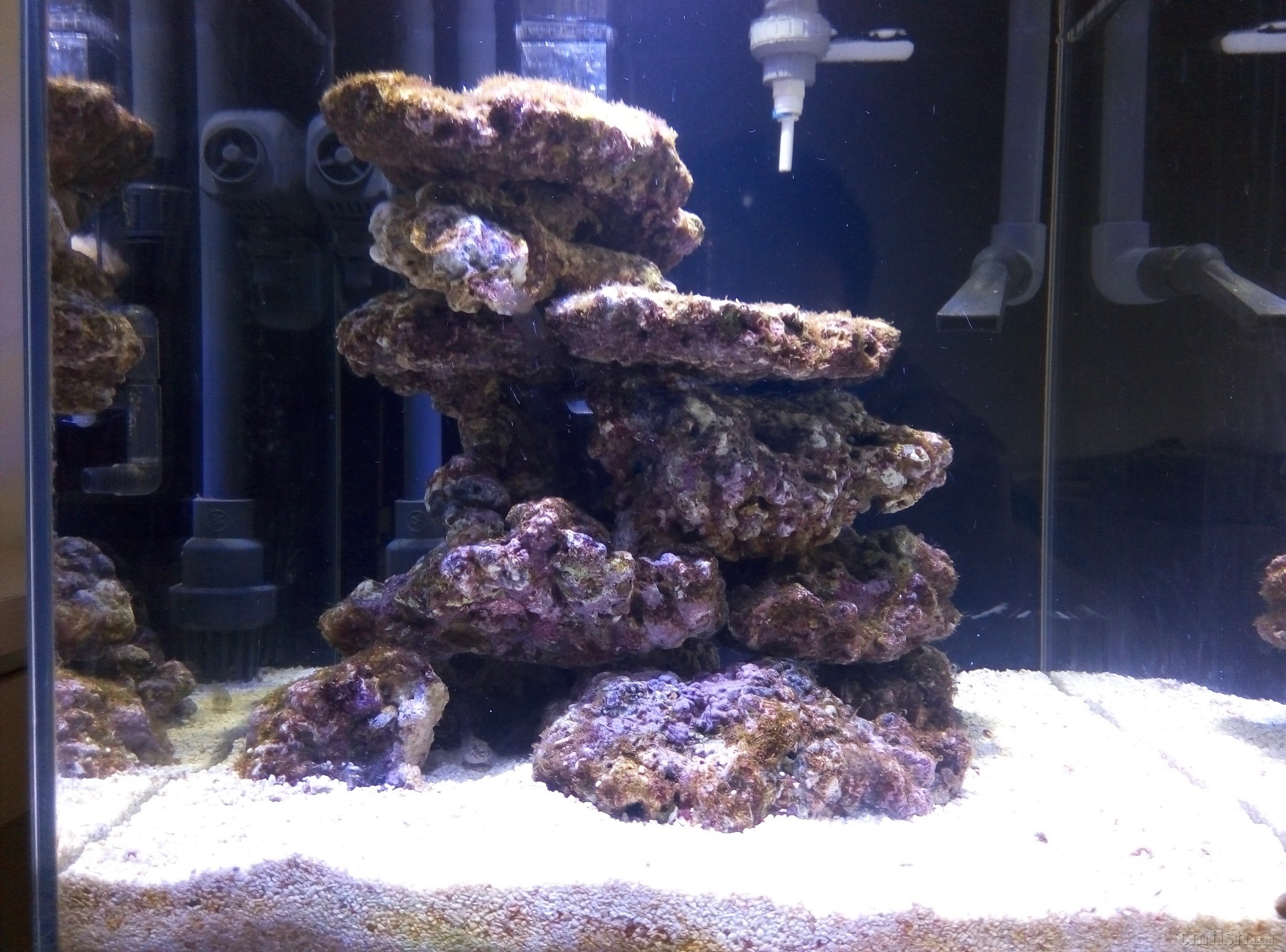 (nano组)medi1983的40x40x40新手混养微缸