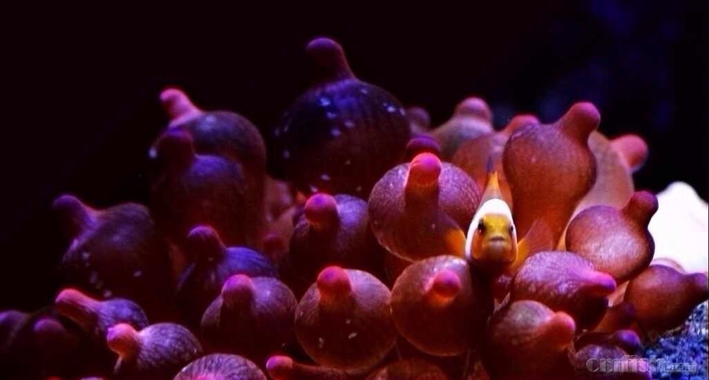 大连地区收个红奶嘴,品相好奶大的叫 - 东北地区 - cmf海水观赏鱼论坛