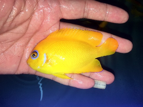 夏威夷贼仙105cm11cm直纹皇后美国油彩龙美国夜光龙美国12线狐夏威夷