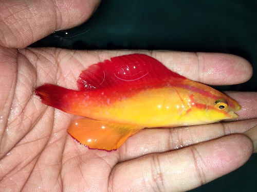 夏威夷贼仙105cm11cm直纹皇后美国油彩龙美国夜光龙美