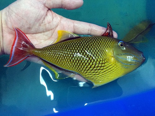 夏威夷贼仙105cm11cm直纹皇后美国油彩龙美国夜光龙美