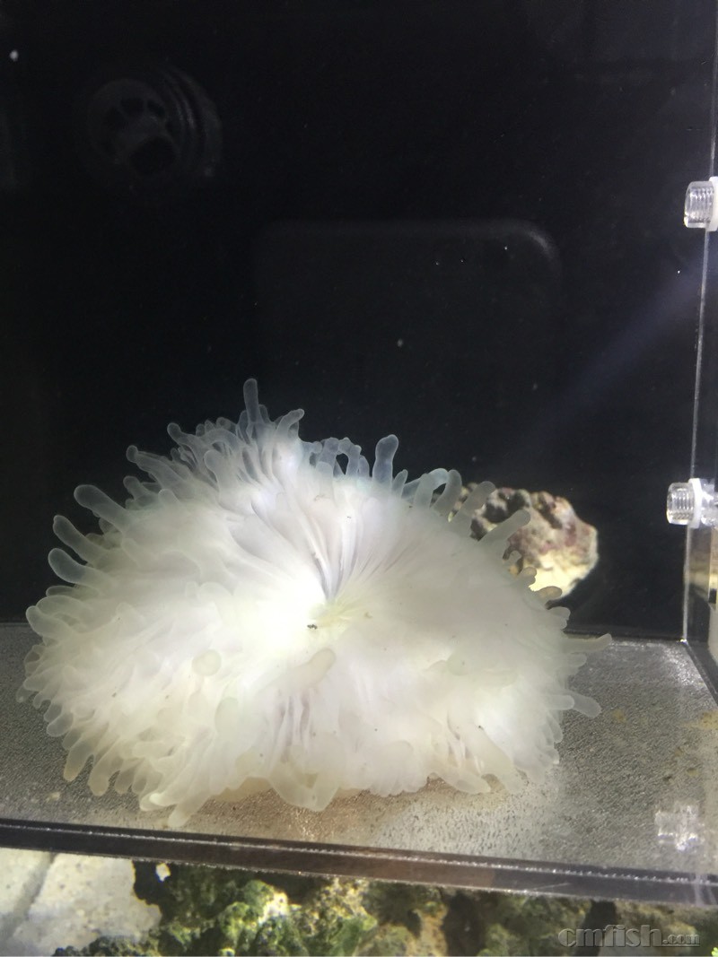 69 ※ 海水生物讨论区※ 69 lps珊瑚及软体 69 我的奶嘴变透明