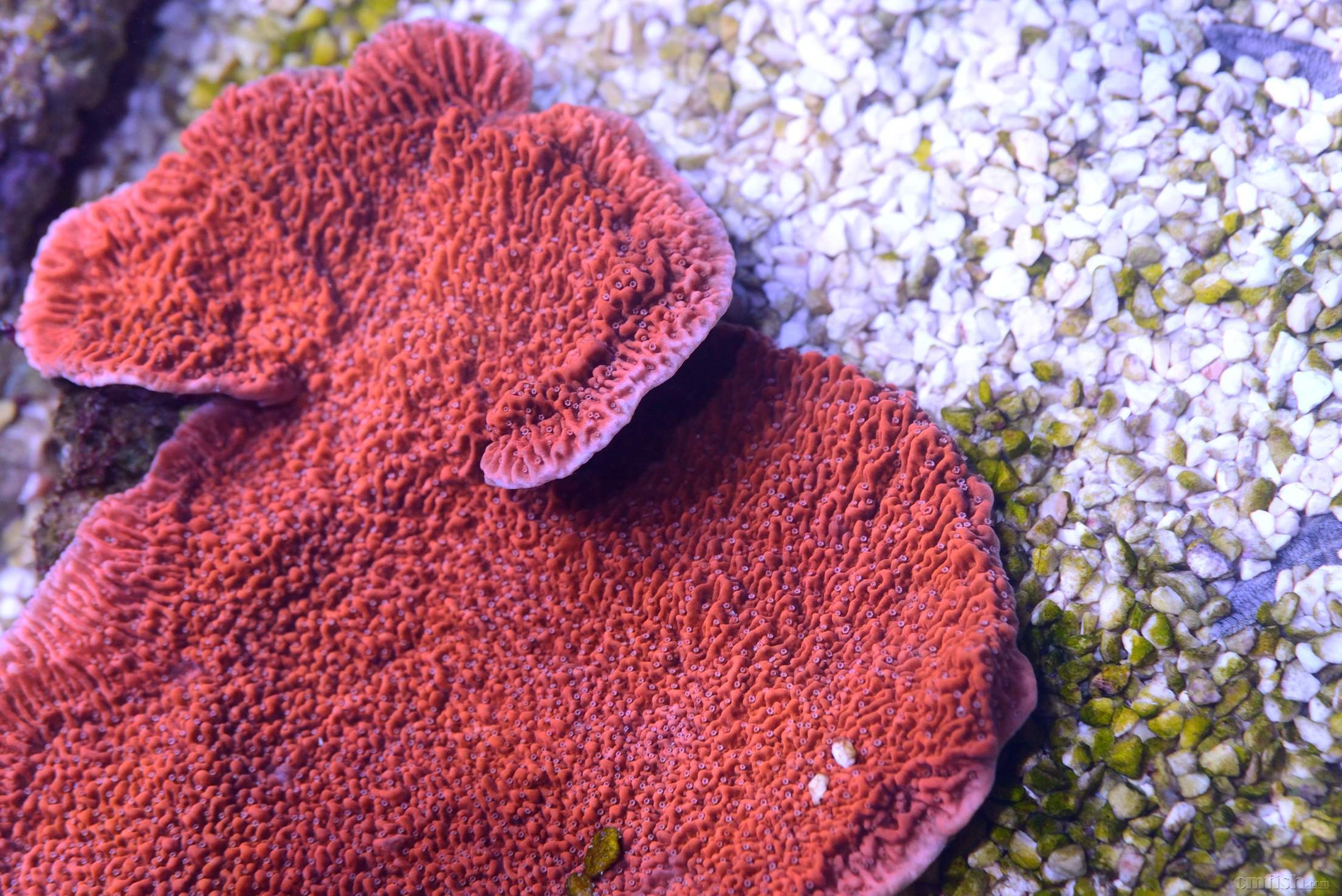 3更新) - 第12页 - 硬珊瑚缸展示区(sps reef tank) - cmf海水观赏鱼
