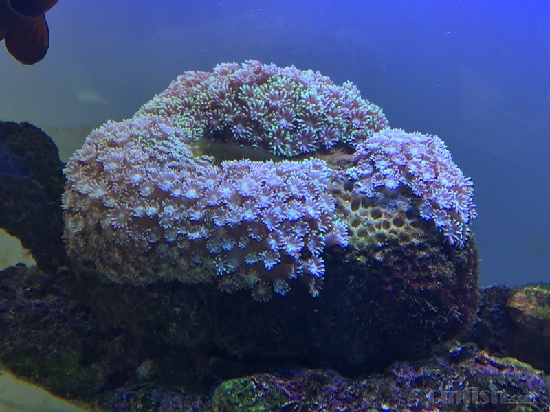 圆帽,下缸两个月状态一直不好,在脱骨  哪位鱼友不嫌丑收了吧  珊瑚在