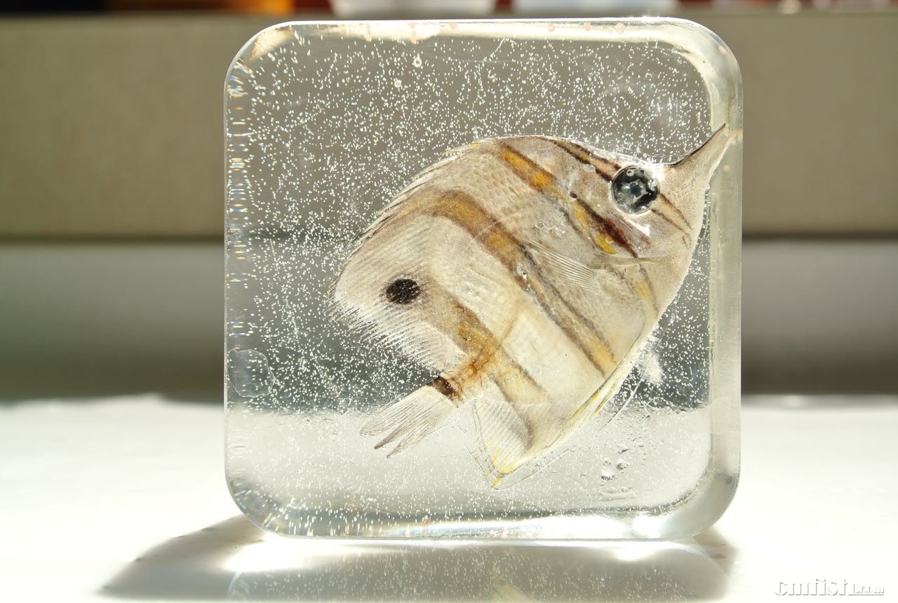 试制三间火箭树脂标本