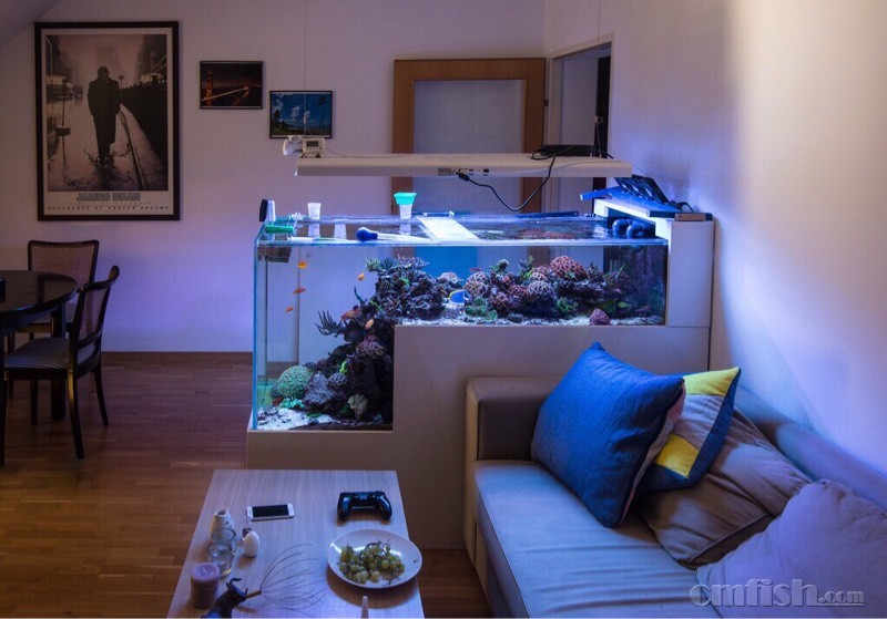 谁见过这个缸子谁知道作者