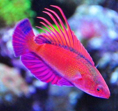 斯里兰卡火焰雀和夏威夷火焰雀是一种鱼吗?