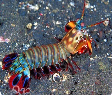 【深圳】收个五彩雀尾螳螂虾……有不要的加v