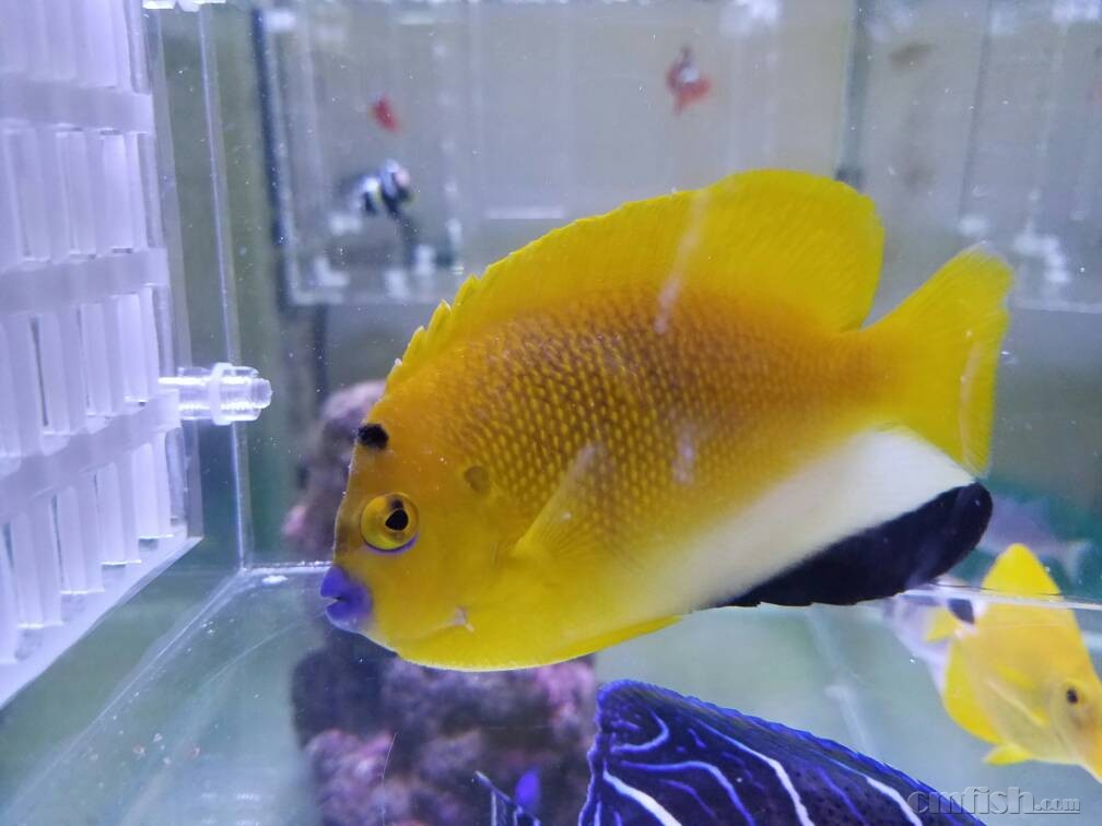 请教,蓝嘴是什么问题呢?